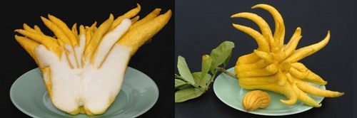 仏の手の柚子