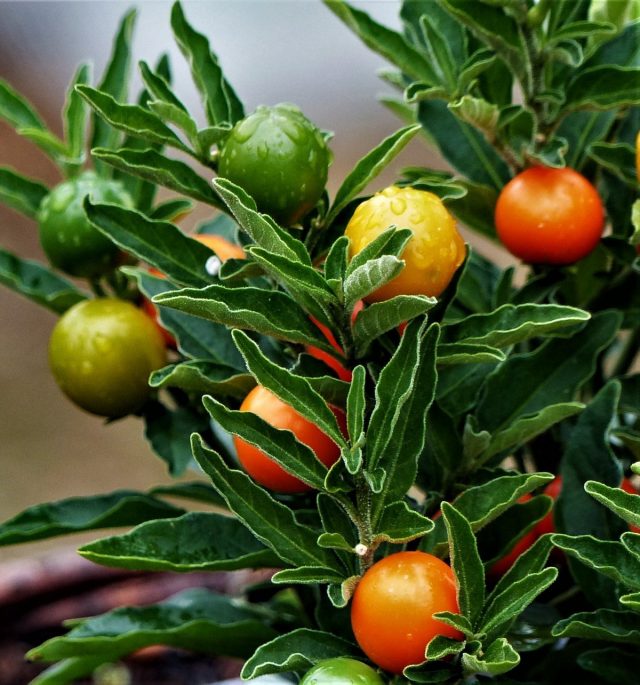 偽のナス科（Solanum pseudocapsicum）