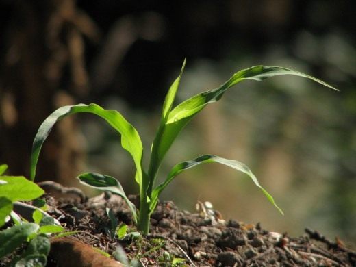 植物に肥料を与える方法-屋内と庭-ケア