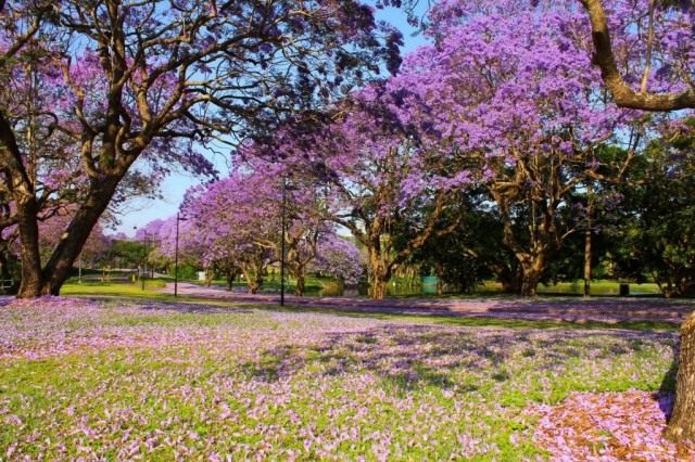 オーストラリア、クイーンズランド大学で開花するジャカランダの木