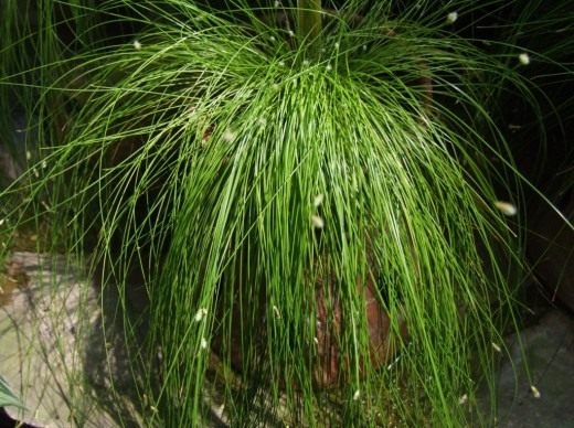 葦の垂れ下がり（Isolepis cernua）