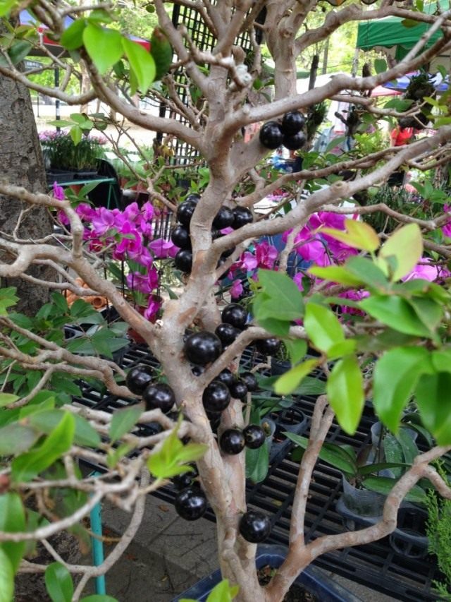 若い枝にジャボチカバの果実