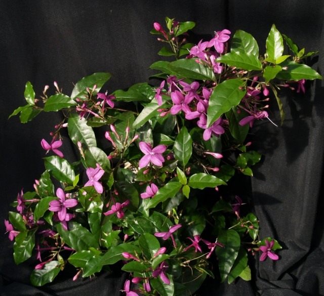 Pseudoerantemumのゆるい花（Pseuderanthemum laxiflorum）