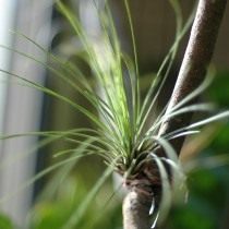 ティランジアca（Tillandsia juncea）