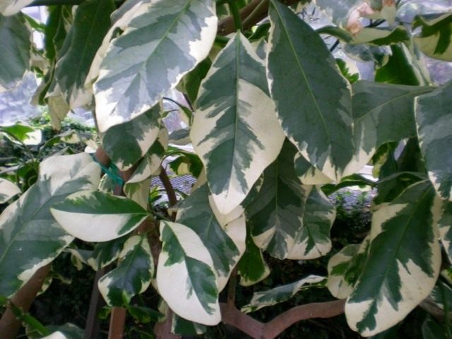 Pizonia umbellate variegata（Pisonia umbelliferaf。Variegata）