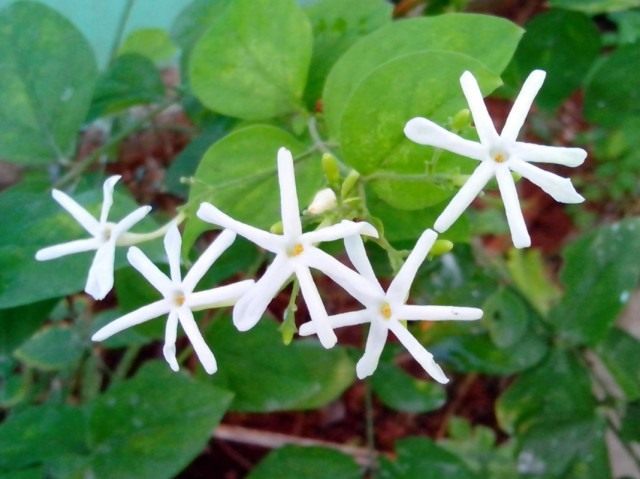 Жасминкрупноцветковый（Jasminum grandiflorum）