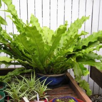 バナナヌカボシクリ（Microsorum musifolium）
