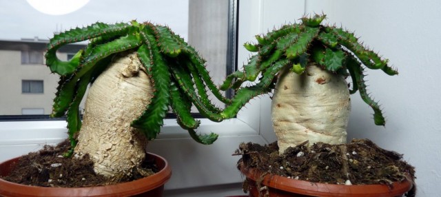 スターユーフォルビア（Euphorbia stellata）