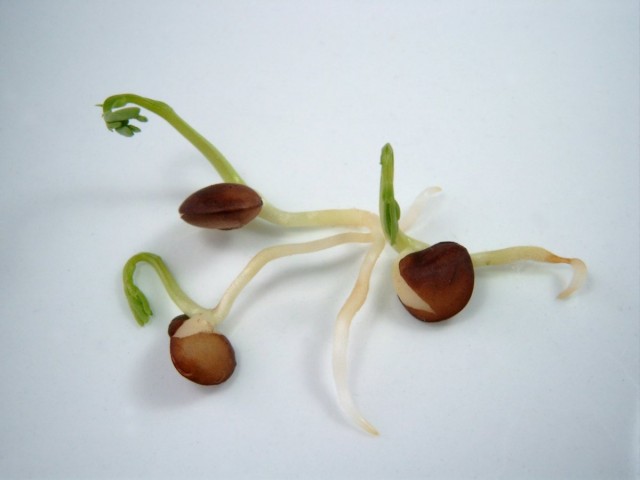 Epinを使用した種子の発芽