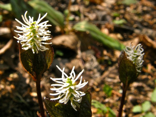 Chloranthusは、自然の生息地に生息する草本の多年生植物です。