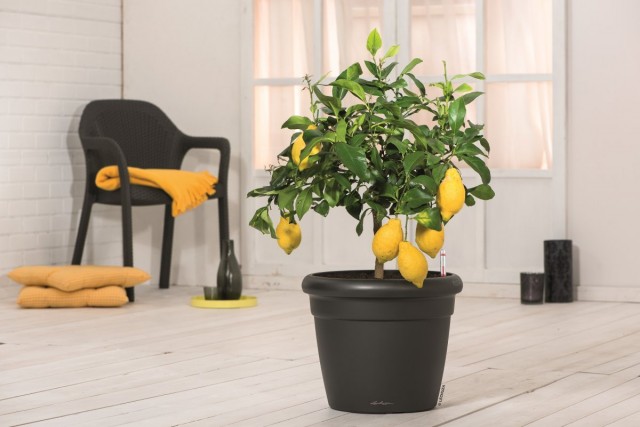 写真はLECHUZAのRUSTICOカラーの植木鉢にレモン。 ブランドの唯一の公式オンラインストアでポットを購入する：lechuza.ru