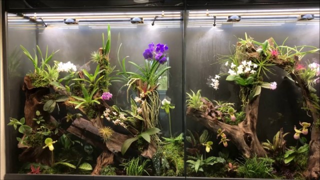 Orchidarium-窓がまったくない場合でも蘭を紹介する最も簡単なオプション