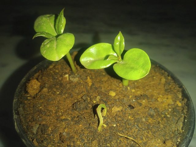 家庭では、ペレスキアは茎の挿し木によって繁殖することがよくあります。