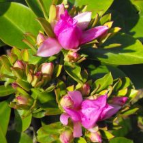 大葉のペレスキア（Pereskia grandifolia）