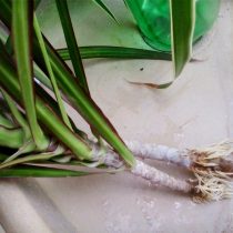 ドラセナの接ぎ木には、カットされた茎が使用されます。