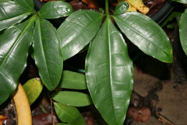 Syngonium auritum