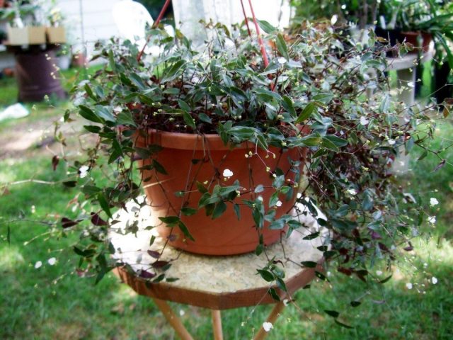 Tradescantia gibasisはよく育ち、屋内の植物、花、野菜用の既製のミックスで成長します。