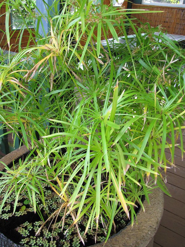 カヤツリグサのラッピング（Cyperus involucratus）
