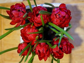 チューリップ「Tet-a-Tet」は、多くのバーガンディレッドの花びらからなる密な八重咲きで、場所によっては緑が点滅します。