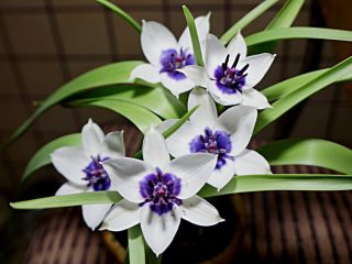 「CoeruleaAlbaOkulat」は、他の多くのチューリップと同様に、花の中央に対照的なスポットがありますが、チューリップの色は非常にまれです-濃い紫色