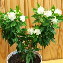 ギンバイカ（Myrtus communis）、栽培品種「Boetica」