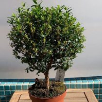ギンバイカ（Myrtus communis）、栽培品種「タレンティーナ」