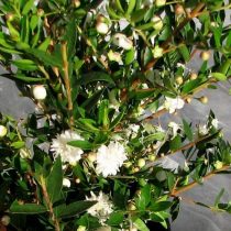 ギンバイカ（Myrtus communis）、栽培品種「フローレプレノ」