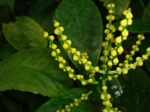 Chlorantus-日陰耐性のあるエキゾチック-美しい屋内植物