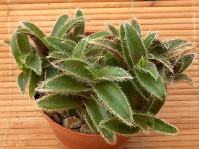 Cyanotis-ふわふわの屋内グランドカバー-美しい屋内植物