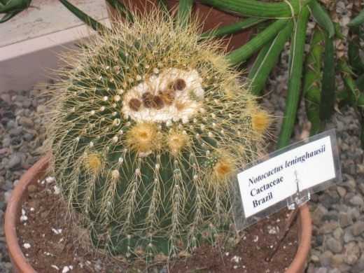 Notocactusは単なるパロディーです-去ります