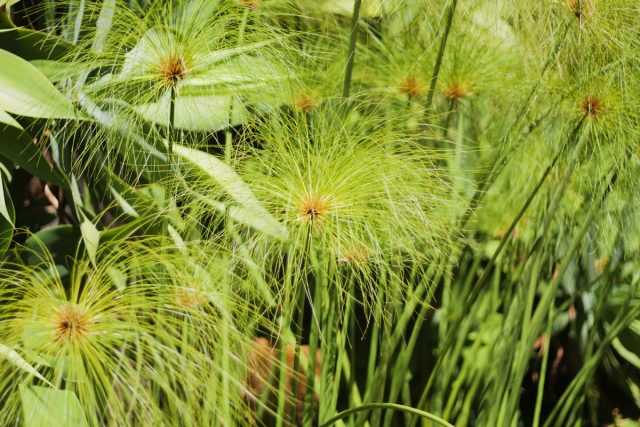 Tsiperus-気取らないが、非常に湿気を好む-ケア