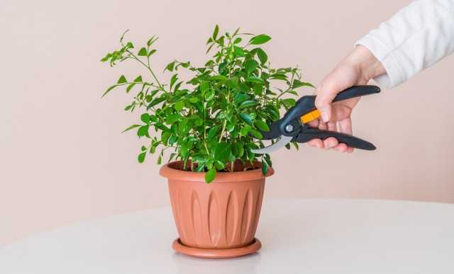 屋内植物を剪定する方法は？