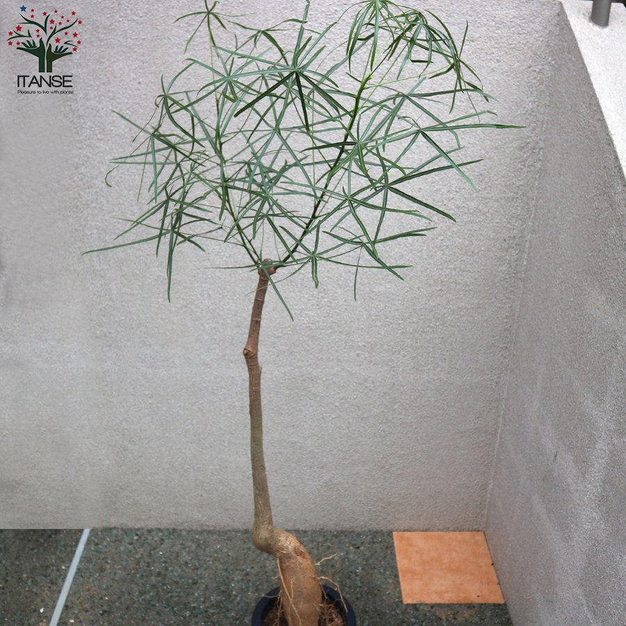 シサスは最も成長の早い屋内つる植物です-ケア