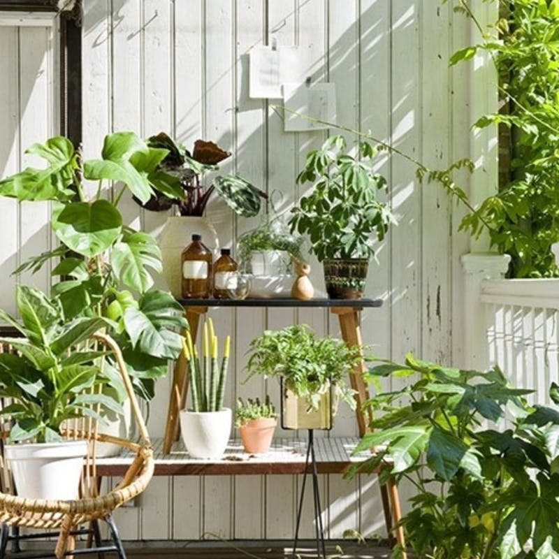 屋内植物はどこで購入できますか？