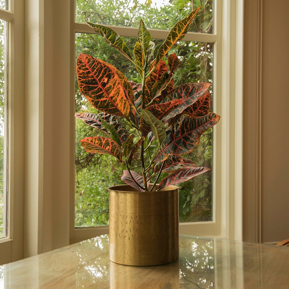 窓辺の本物の茶の茂み-美しい屋内植物