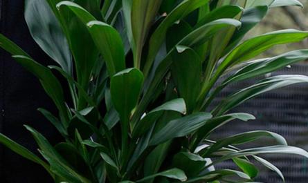 観葉植物は最も優雅な屋内植物の.つです-ケア