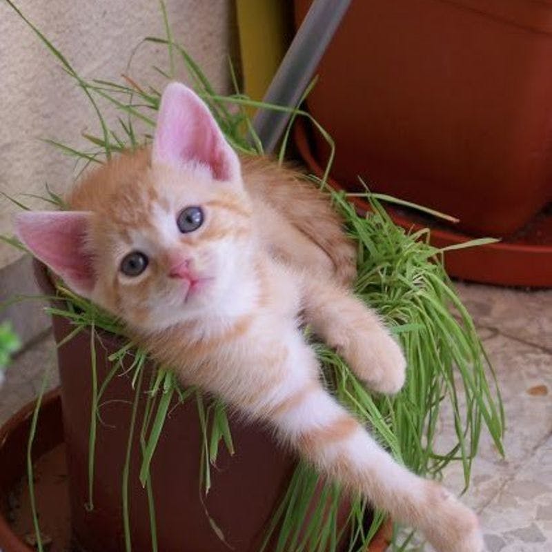 観葉植物を猫から守る方法は？