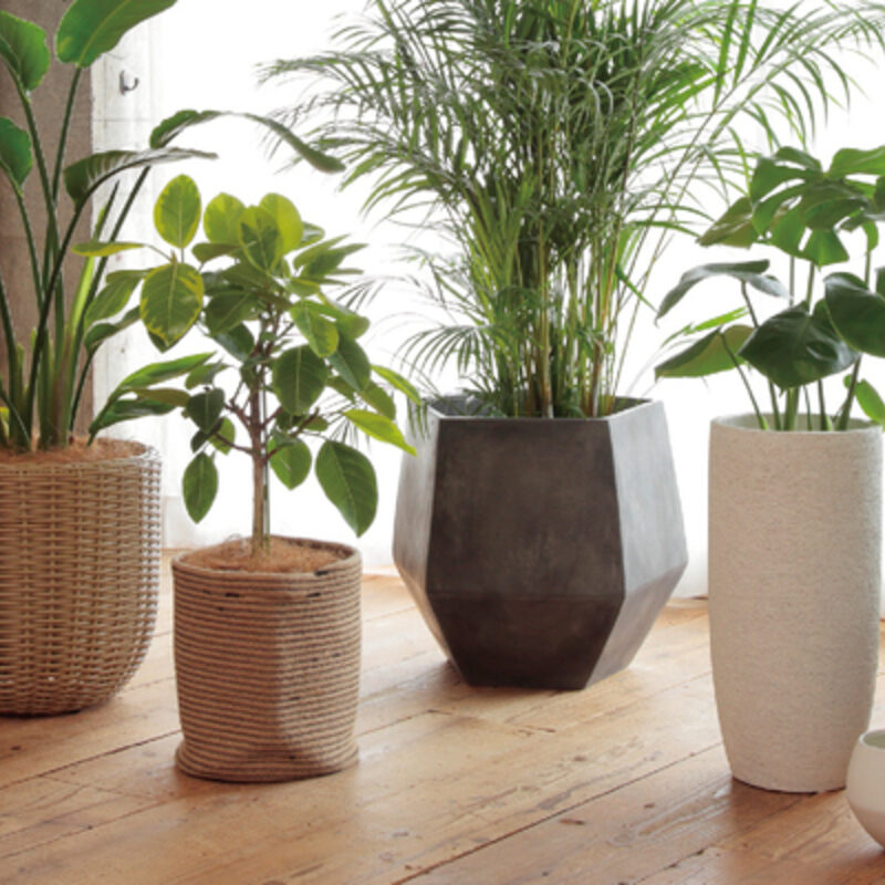 高価な屋内植物を購入するときに間違いを避ける方法は？