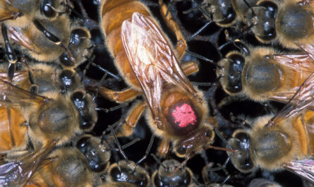 アフリカナイズドミツバチとその危険性