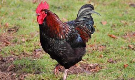 オランダの鶏Balnevederer