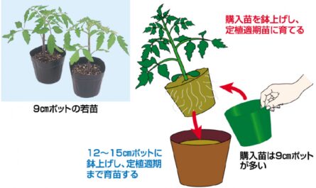 ガニチキナ方式でトマトの苗を育てる