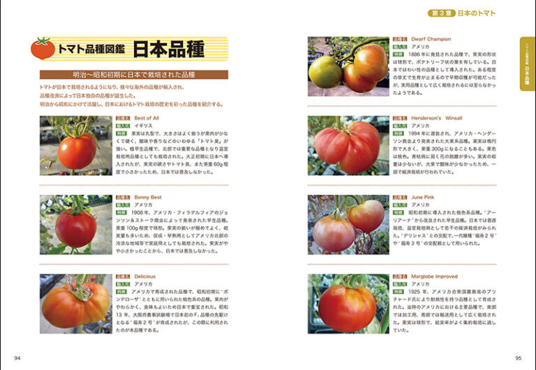 コロレビッチ品種トマトの特徴