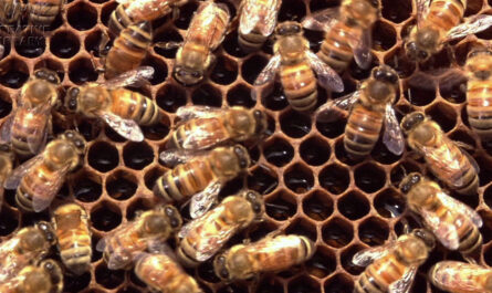 ダブルハイブ（ダブルハイブ）-養蜂、拡大