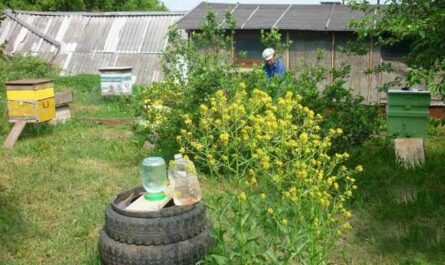 ダーチャと裏庭の養蜂場-宿泊施設の特徴