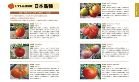 トマト品種リオフエゴの特徴