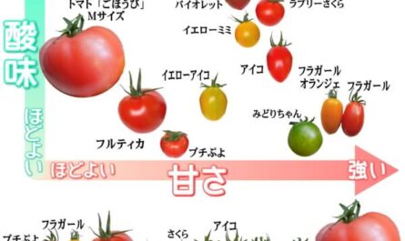 ネパス品種トマトの特徴