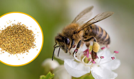 ビーポーレン（花粉）の保管方法