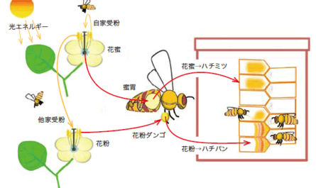 ミツバチが植物を受粉するためにどのように働くか