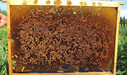 ミツバチのたんぱく質飼料について