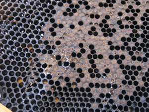 ミツバチの腐蛆病の兆候と病気の治療